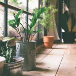 Indoor Plants by Window