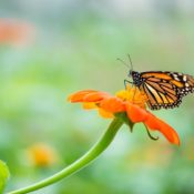 A Haven for Butterflies and Hummingbirds