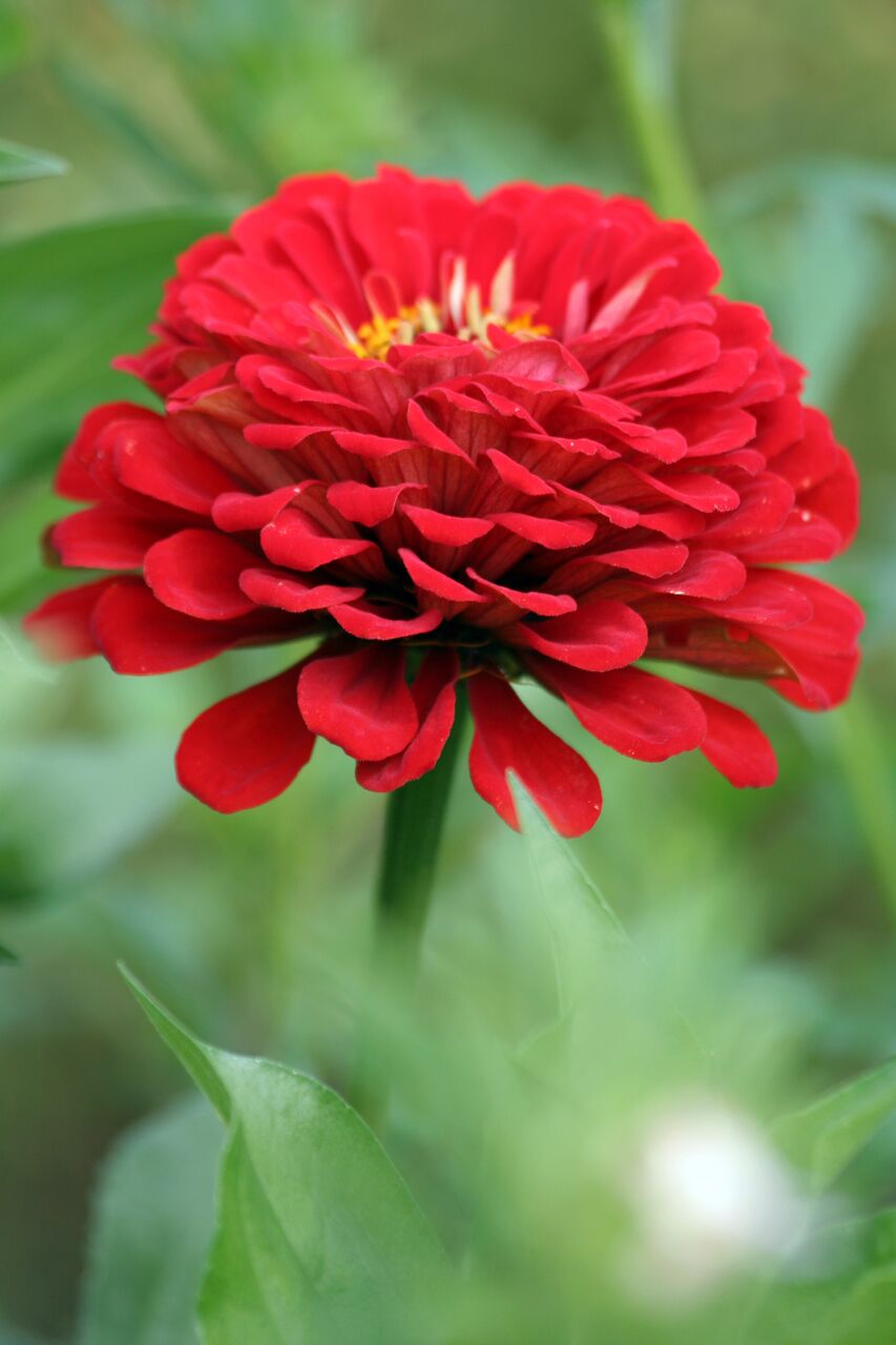 Zinnias: Thriving on Heat and Sun