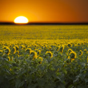 Sunflowers Facing Rising Sun