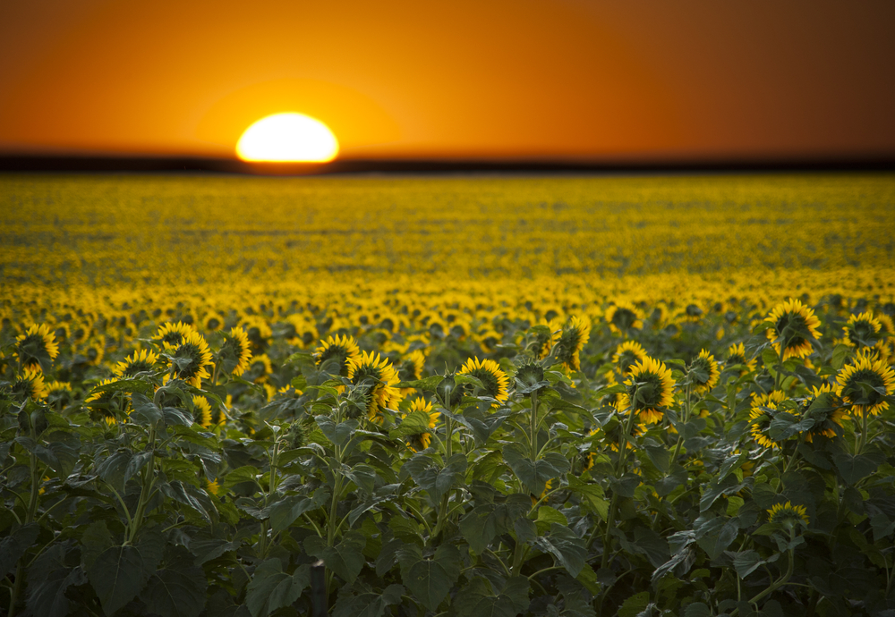 Sunflowers Facing Rising Sun