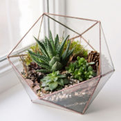 Glass Terrarium with Succulents