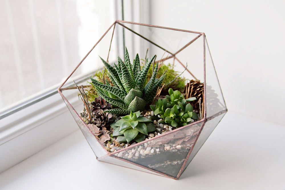 Glass Terrarium with Succulents