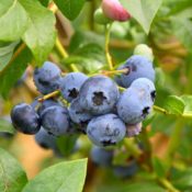 Blueberries are a delicious, edible choice for your yard!