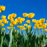 Yellow Tulips with Blue Sky Background.