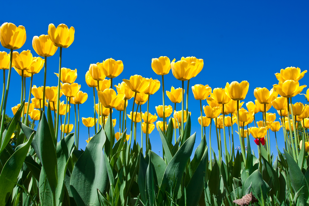 Yellow Tulips with Blue Sky Background.
