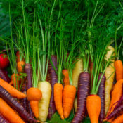Colorful Organic Carrots