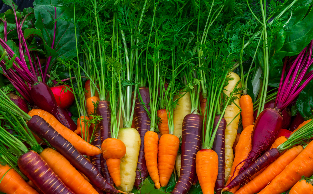 Colorful Organic Carrots