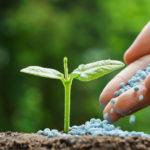 Hand Dropping Fertilizer on Plant