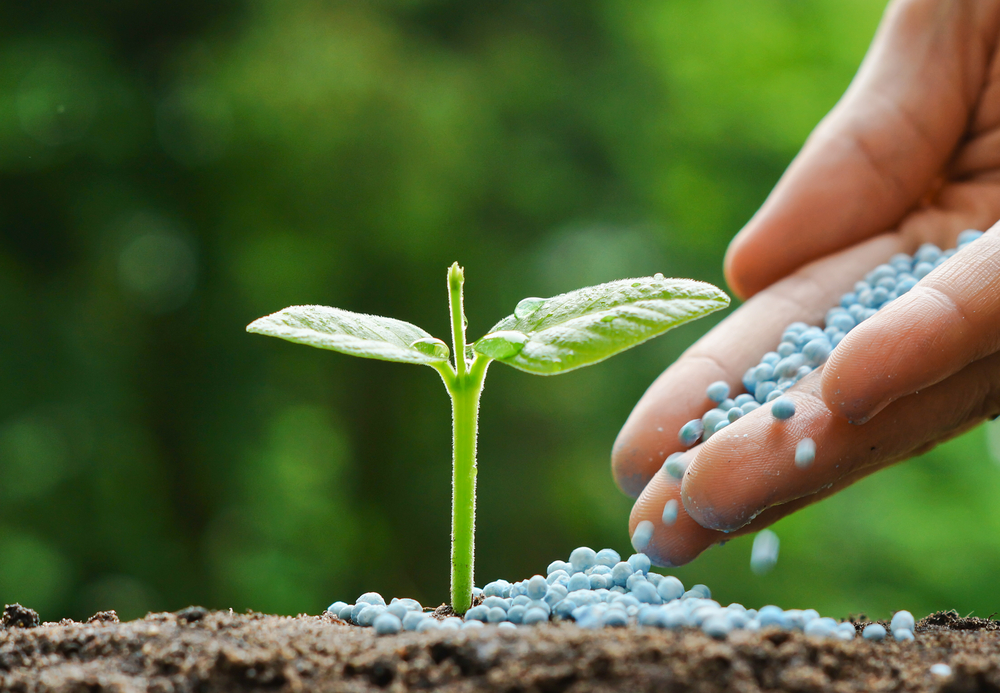 Hand Dropping Fertilizer on Plant