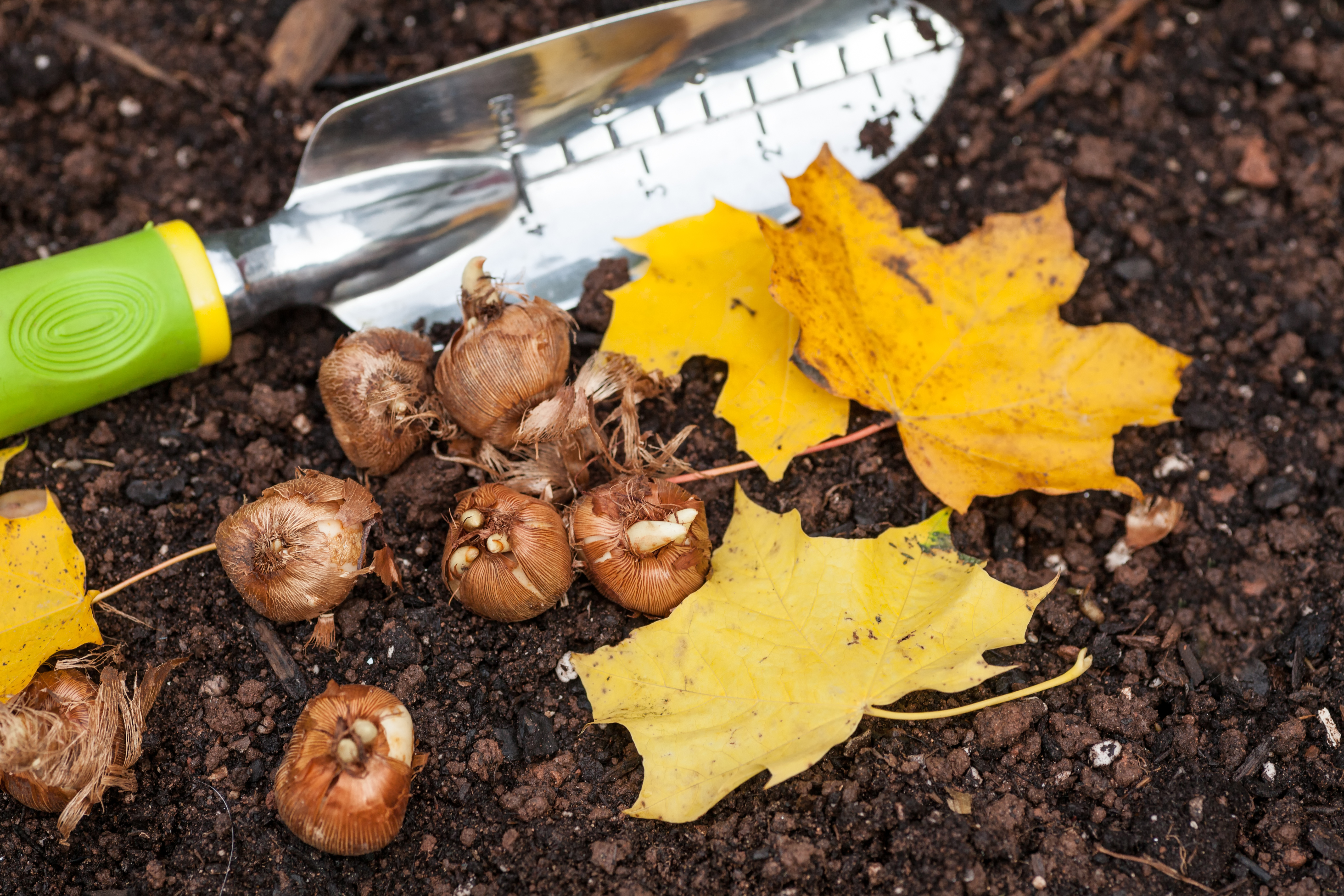 Bulbs Ready to Plant in the Fall