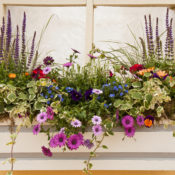 Flower Bed in Windowsill