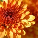 Add a touch of fall to your landscape by planting hardy mums.