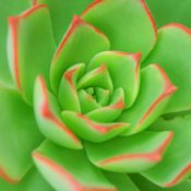 Succulents are easy to care for and fit in any space.