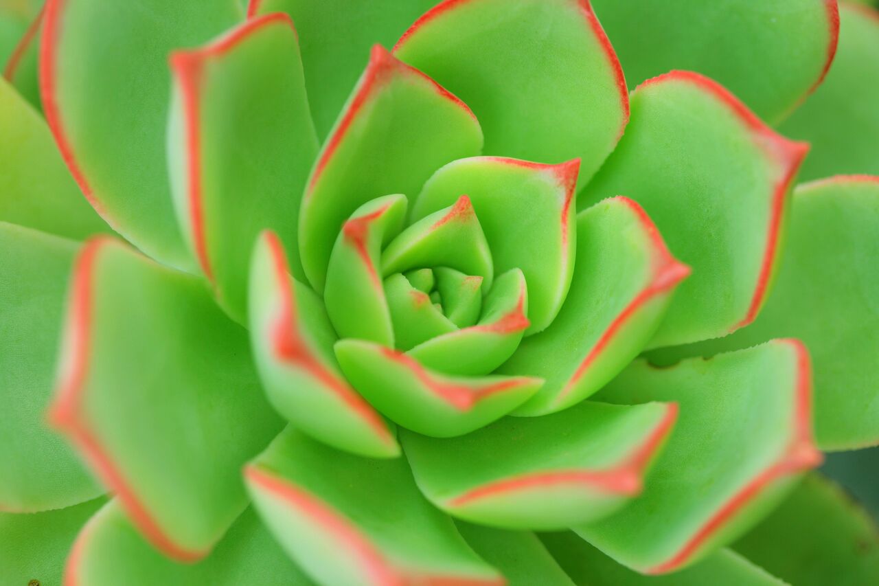 Succulents are easy to care for and fit in any space.