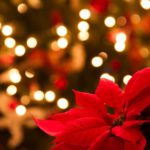 Enjoy Winter Holiday Traditions with Poinsettias.