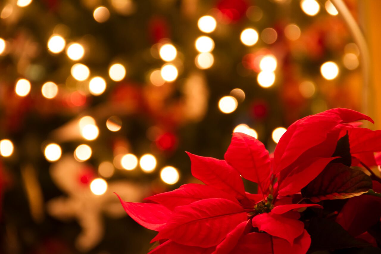Enjoy Winter Holiday Traditions with Poinsettias.