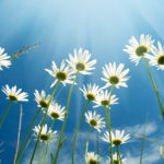 White daisies with sky background