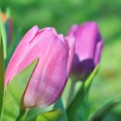 Pink Tulips in Garden.
