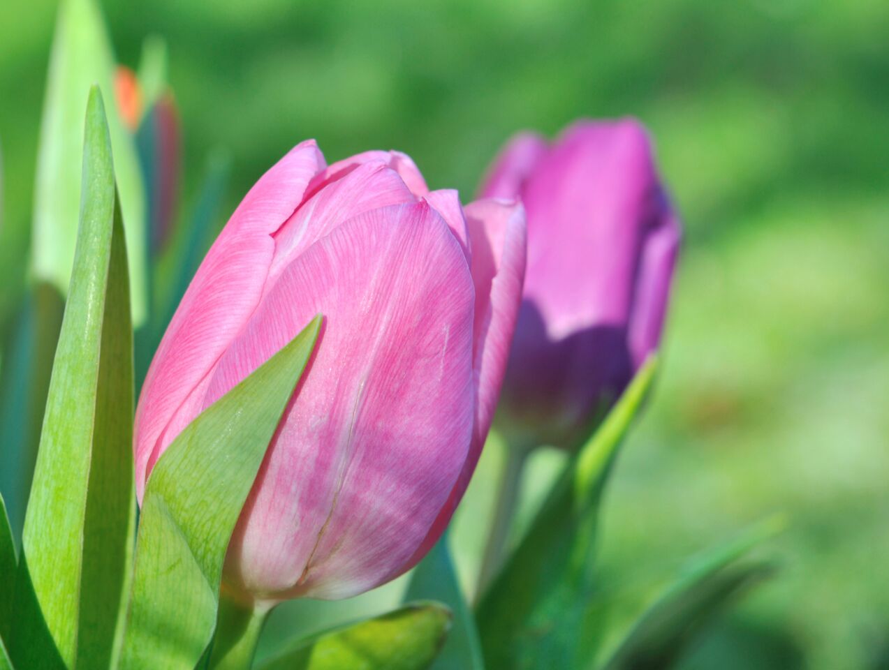 Pink Tulips in Garden.