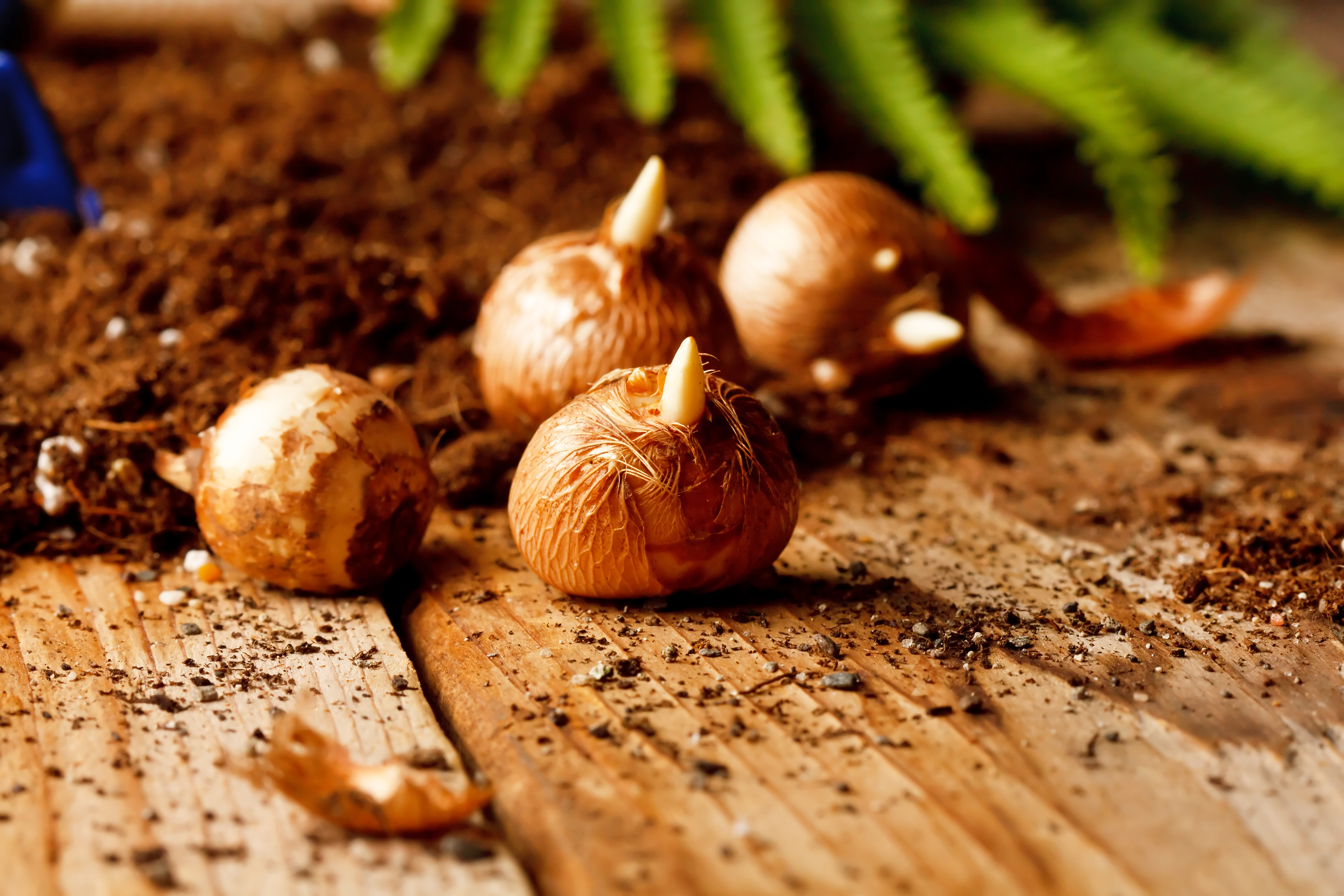 Bulbs in dirt on a table.