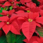 Decorate for the holidays with Poinsettias.