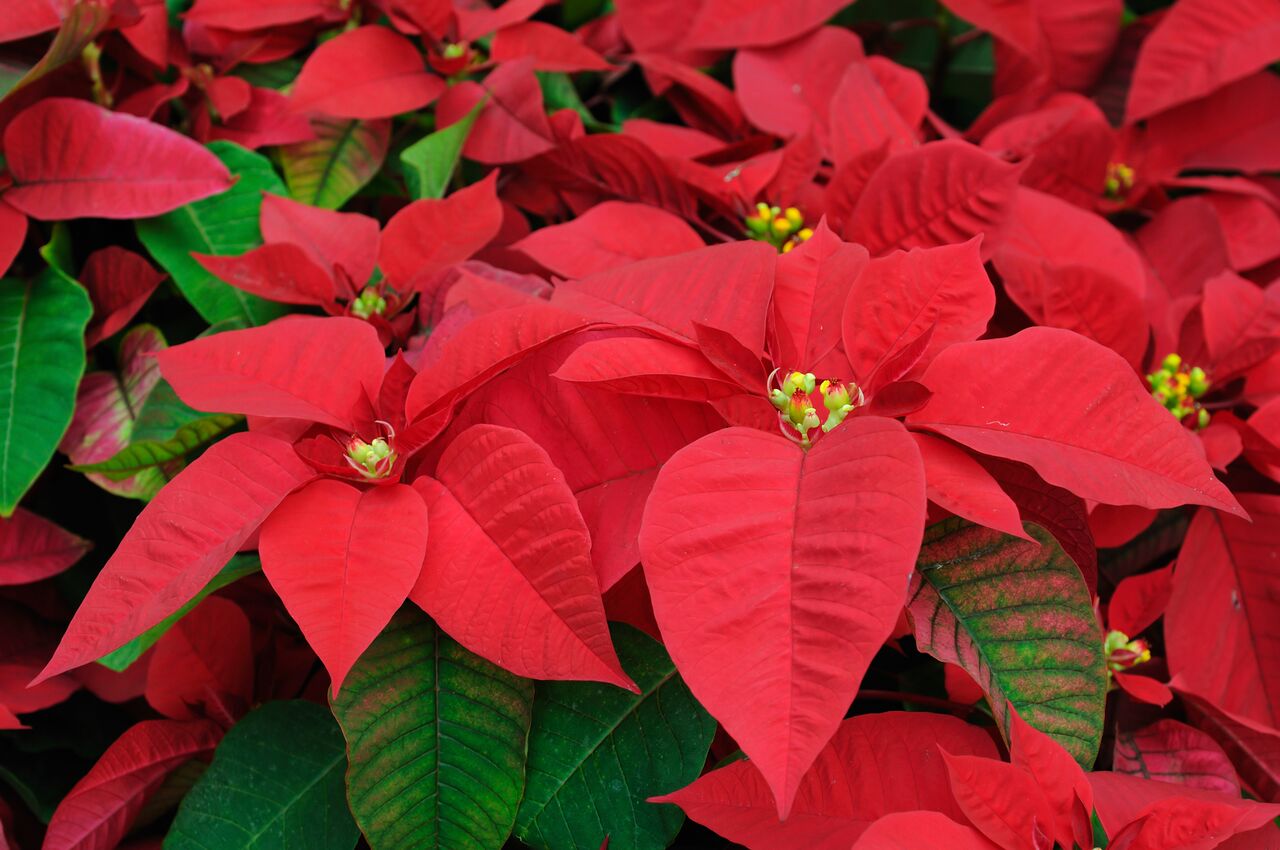 Decorate for the holidays with Poinsettias.