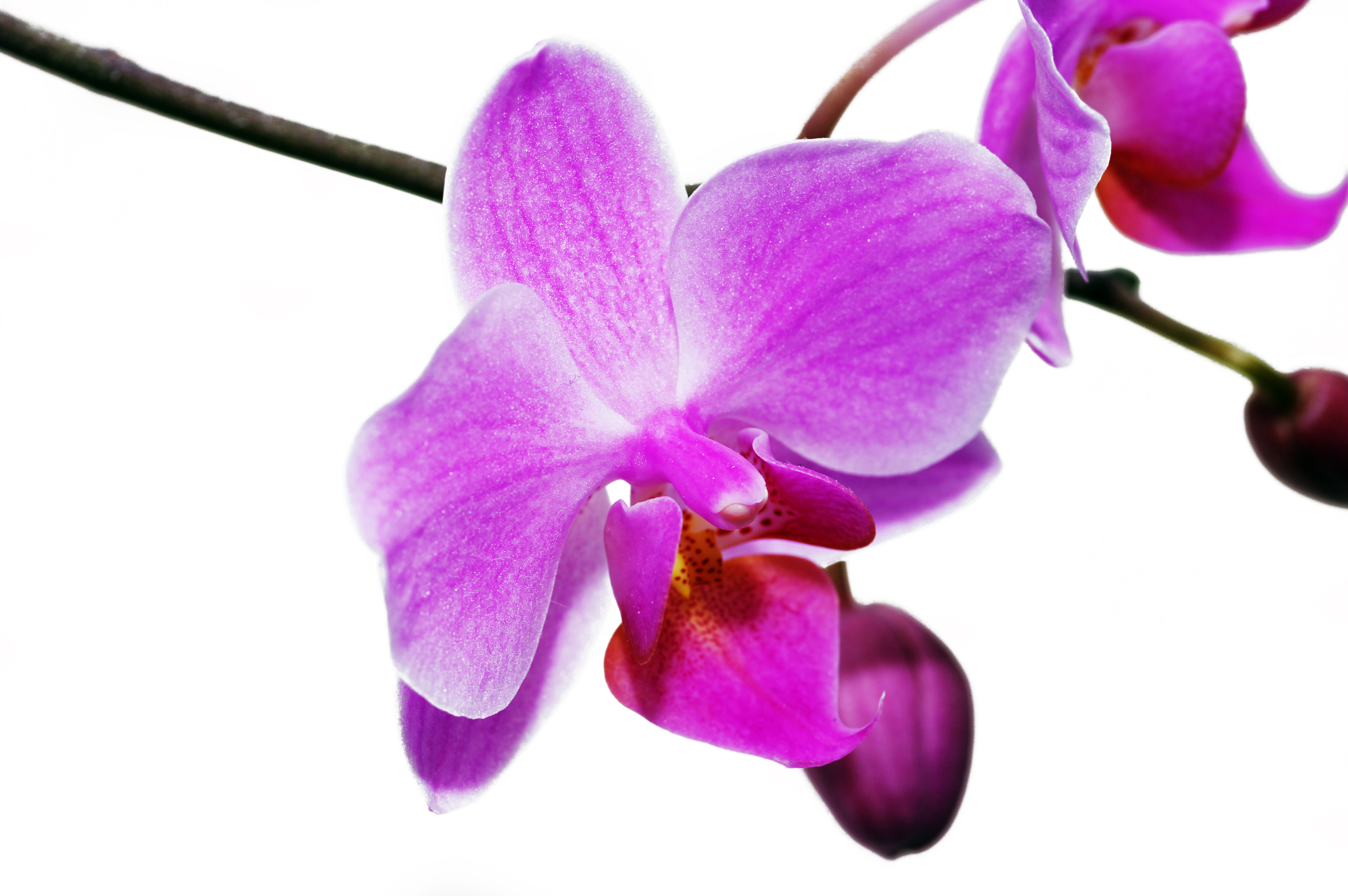 Radiant Orchid