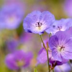 Geranium Perennial Purple