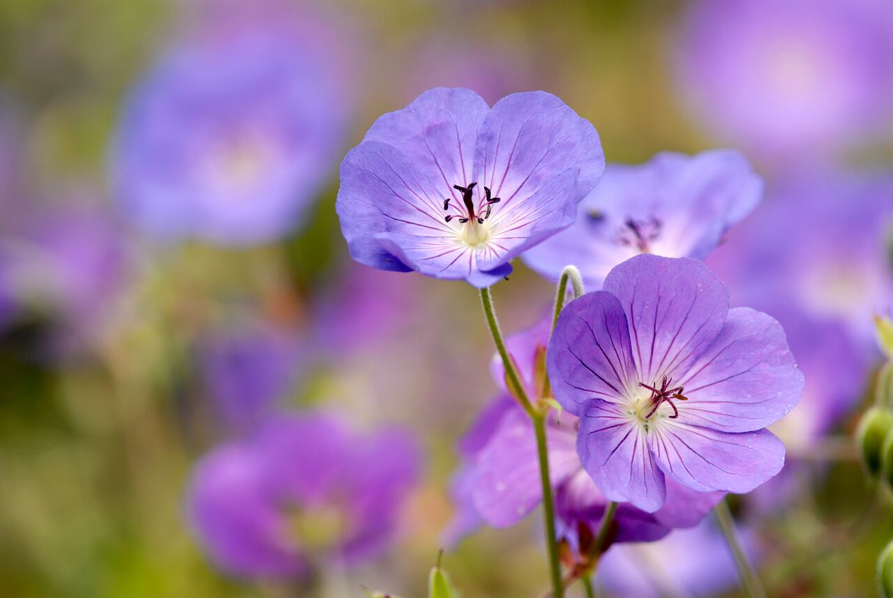 Geranium Perennial Purple