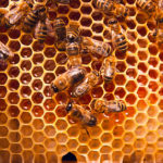 Bees on a honeycomb.