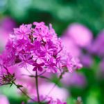 Perennial Phlox Pink