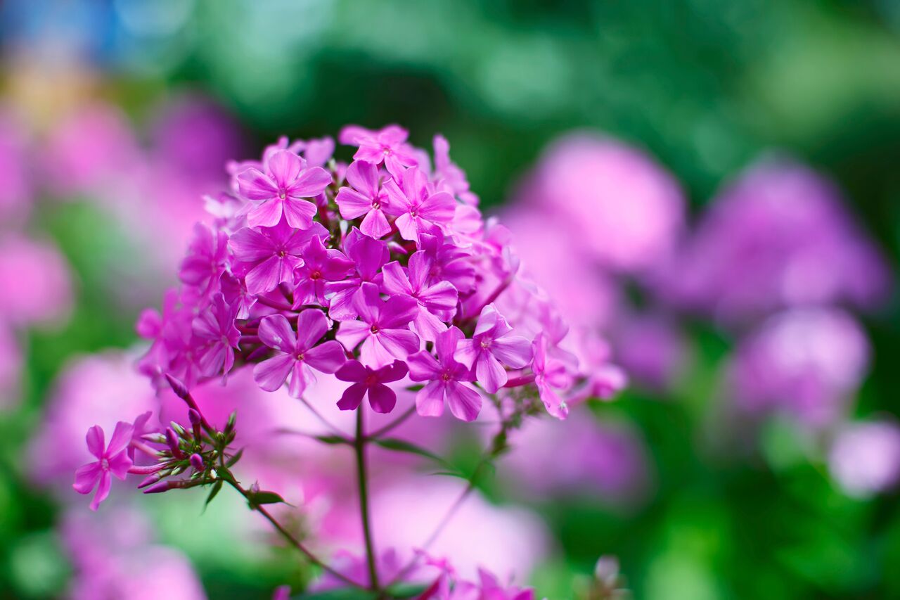 Perennial Phlox Pink