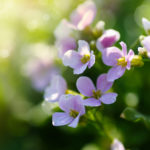 Alyssum paired with lettuce help the plants grow.