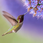 Learn how to attract hummingbirds to your outdoor space.