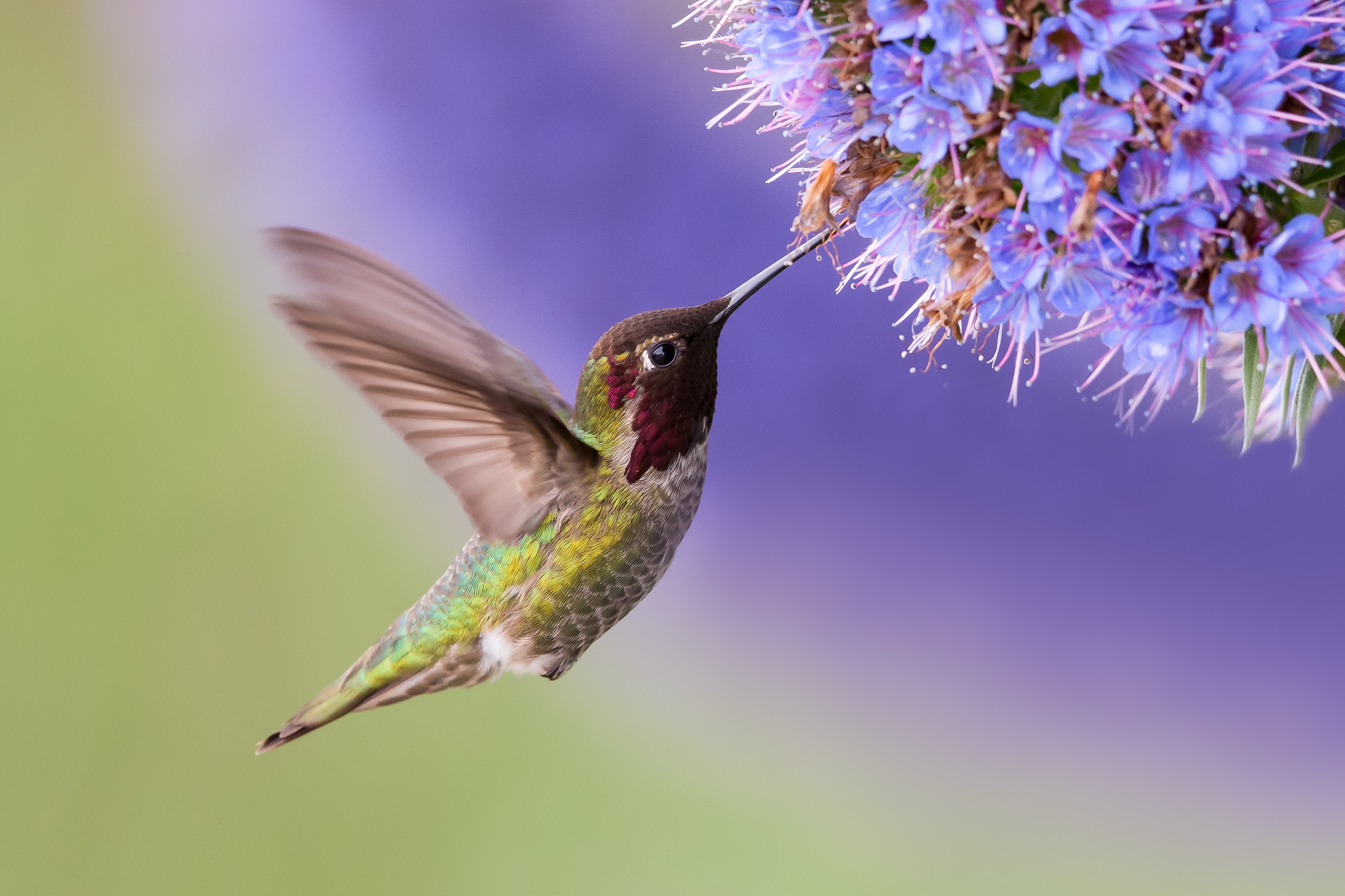Learn how to attract hummingbirds to your outdoor space.