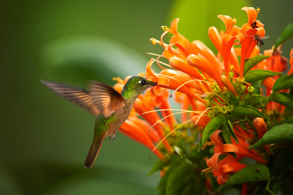 Attract Hummingbirds to Your Yard Wagners Greenhouses