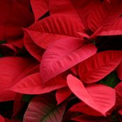 Learn how poinsettias got there name.