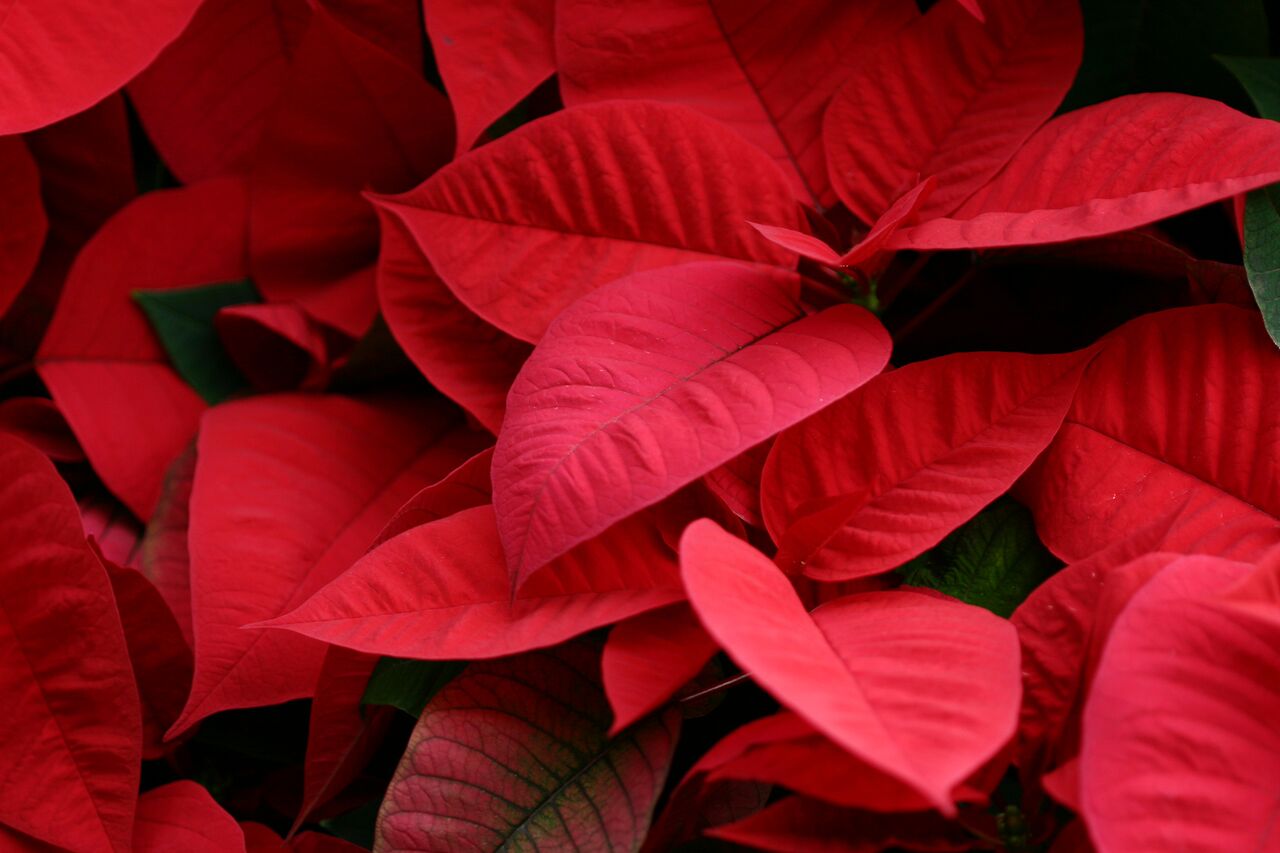 Learn how poinsettias got there name.