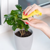 Indoor Plant Cleaning