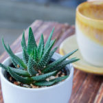 Aloe in Container