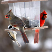 Bird Feeder in Winter.