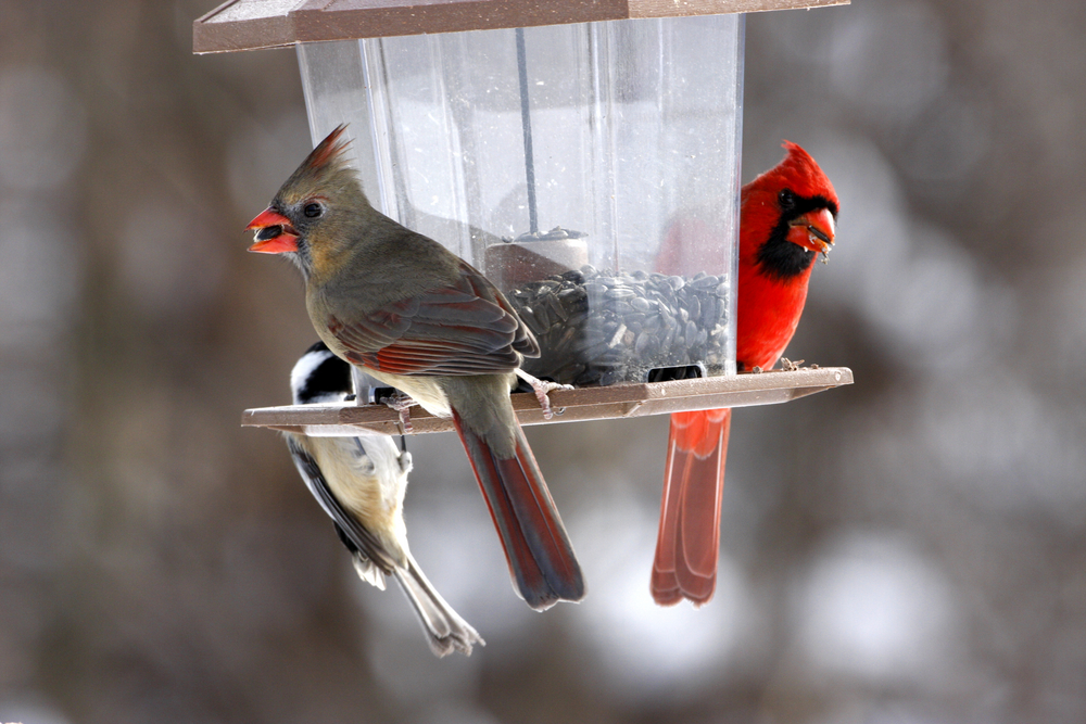 Bird Feeder in Winter.