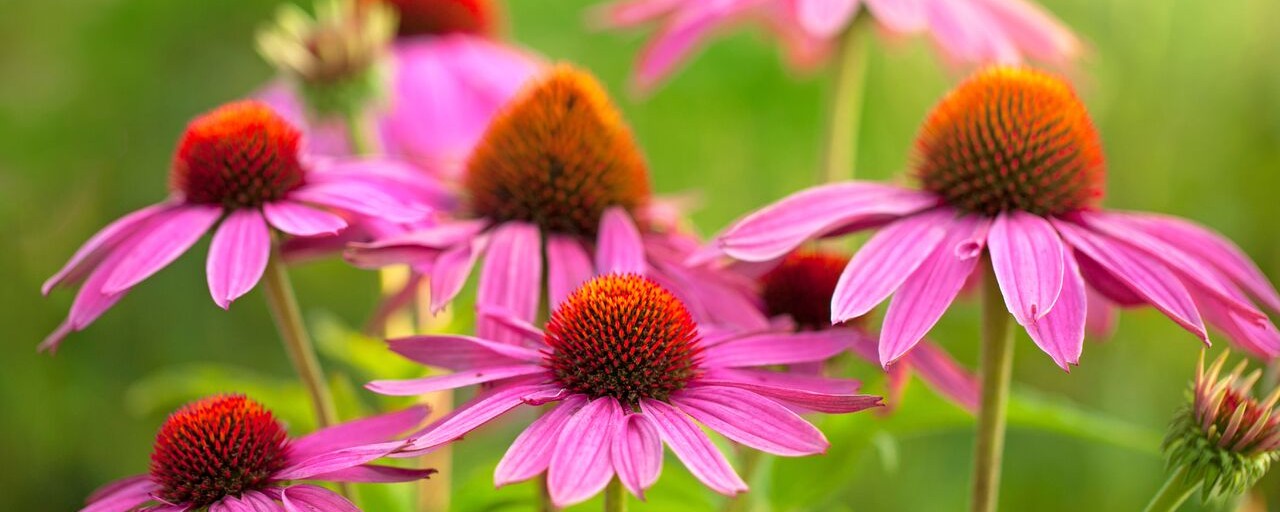 Coneflower Perennial