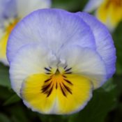 Ombre blue pansy flower.