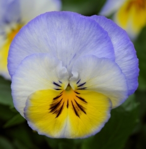Ombre blue pansy flower.