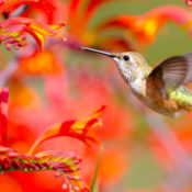 Hummingbird on Orange