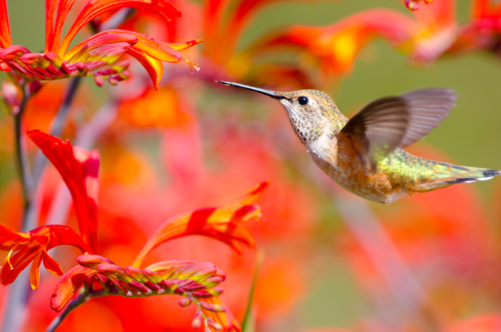 Hummingbird on Orange flowers.