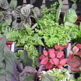 Indoor Green House Plants For Sale
