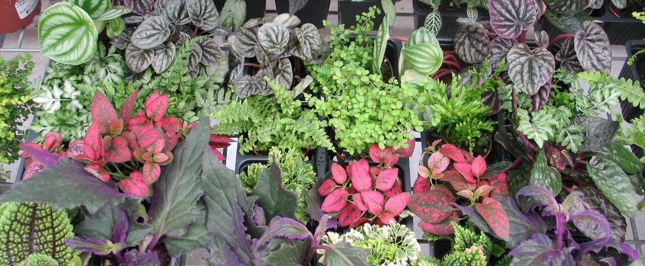 Terrarium Supplies - Minneapolis & St. Paul